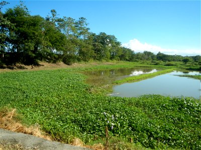 Paddy fields, grasslands, fishponds, irrigation canals, Kangkung (Ipomoea aquatica) and trees (Lapnit & Calasag, San Ildefonso, Bulacan Farm to Market Road) Villages and sitios of Calasag, San Ild