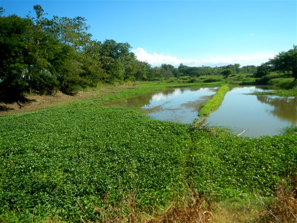 Paddy fields, grasslands, fishponds, irrigation canals, Kangkung (Ipomoea aquatica) and trees (Lapnit & Calasag, San Ildefonso, Bulacan Farm to Market Road) Villages and sitios of Calasag, San Ild