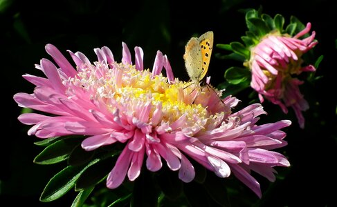 Insect summer nature