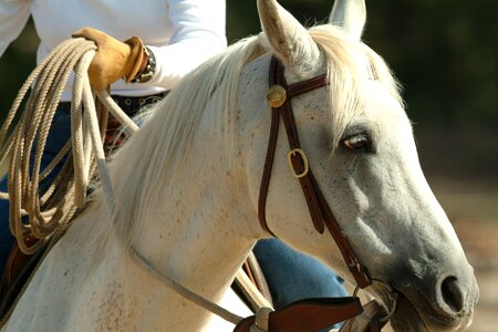 Equestrian purebred riding photo