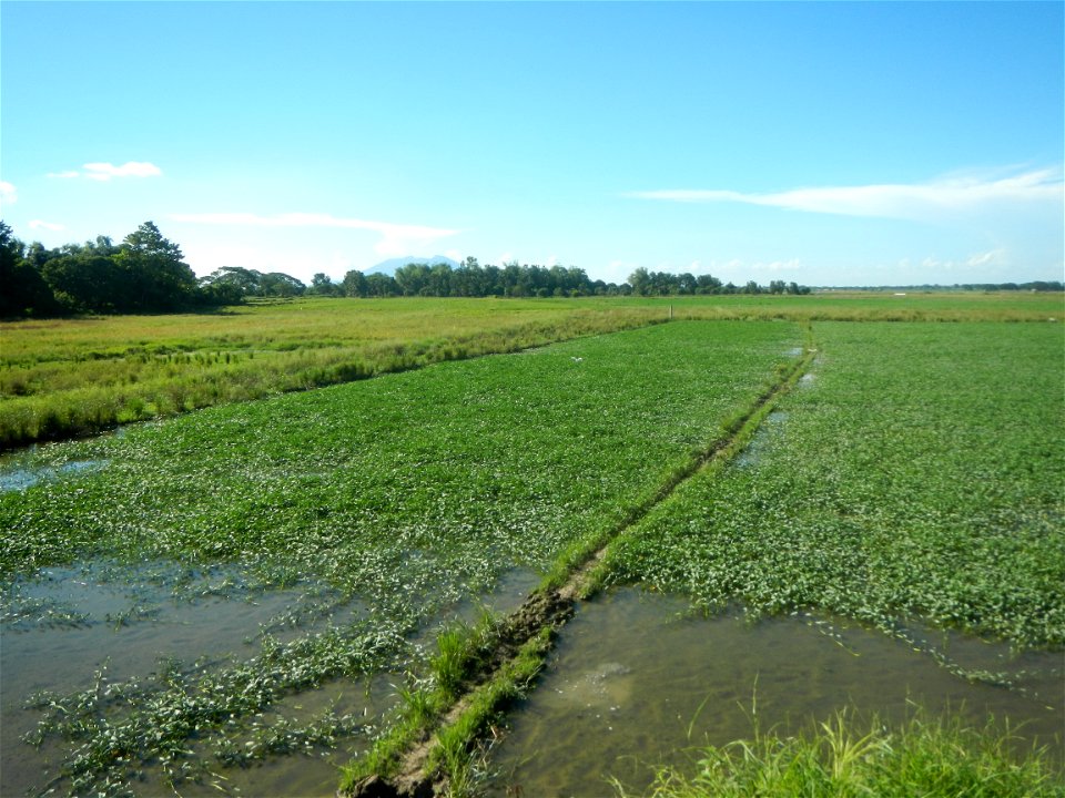 Paddy fields, grasslands, fishponds, irrigation canals, Kangkung (Ipomoea aquatica) and trees (Lapnit & Calasag, San Ildefonso, Bulacan Farm to Market Road) Villages and sitios of Calasag, San Ild