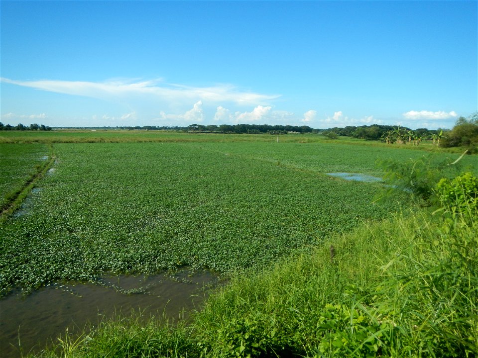 Paddy fields, grasslands, fishponds, irrigation canals, Kangkung (Ipomoea aquatica) and trees (Lapnit & Calasag, San Ildefonso, Bulacan Farm to Market Road) Villages and sitios of Calasag, San Ild