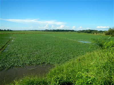 Paddy fields, grasslands, fishponds, irrigation canals, Kangkung (Ipomoea aquatica) and trees (Lapnit & Calasag, San Ildefonso, Bulacan Farm to Market Road) Villages and sitios of Calasag, San Ild