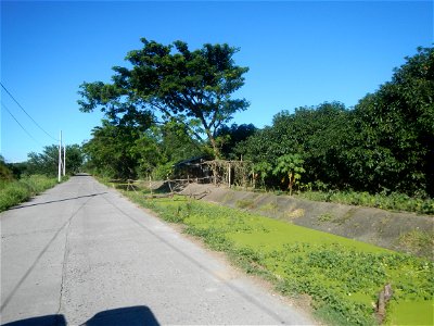Paddy fields, grasslands, fishponds, irrigation canals, Kangkung (Ipomoea aquatica) and trees (Lapnit & Calasag, San Ildefonso, Bulacan Farm to Market Road) Villages and sitios of Calasag, San Ild