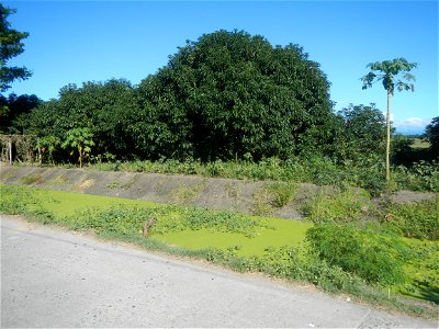 Paddy fields, grasslands, fishponds, irrigation canals, Kangkung (Ipomoea aquatica) and trees (Lapnit & Calasag, San Ildefonso, Bulacan Farm to Market Road) Villages and sitios of Calasag, San Ild