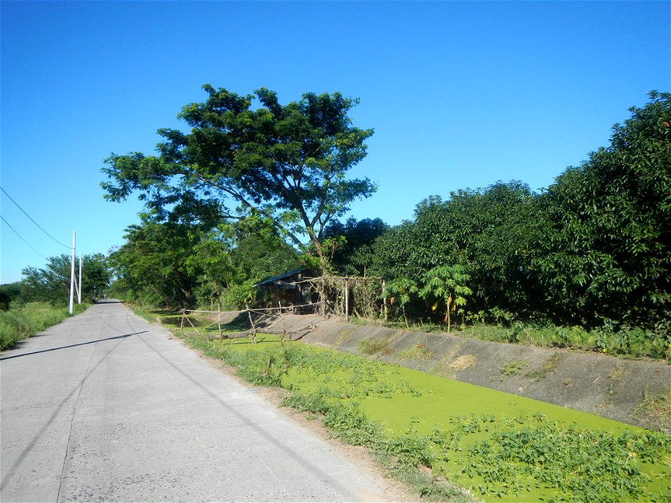 Paddy fields, grasslands, fishponds, irrigation canals, Kangkung (Ipomoea aquatica) and trees (Lapnit & Calasag, San Ildefonso, Bulacan Farm to Market Road) Villages and sitios of Calasag, San Ild
