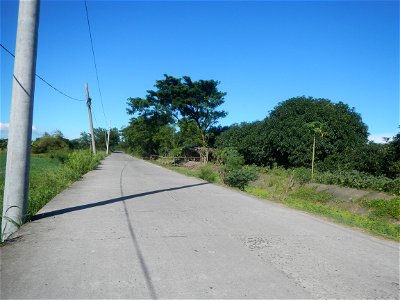 Paddy fields, grasslands, fishponds, irrigation canals, Kangkung (Ipomoea aquatica) and trees (Lapnit & Calasag, San Ildefonso, Bulacan Farm to Market Road) Villages and sitios of Calasag, San Ild