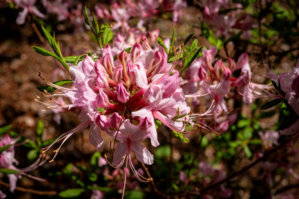 Flower garden spring