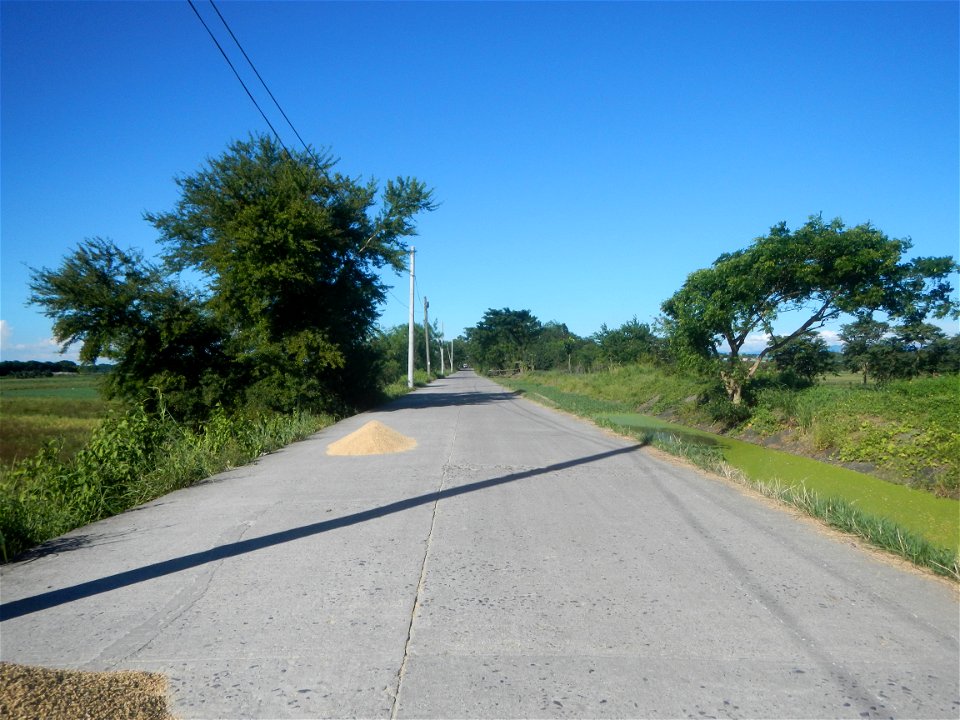 Paddy fields, grasslands, fishponds, irrigation canals, Kangkung (Ipomoea aquatica) and trees (Lapnit & Calasag, San Ildefonso, Bulacan Farm to Market Road) Villages and sitios of Calasag, San Ild