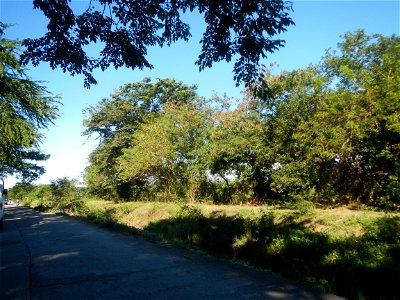 Paddy fields, grasslands, fishponds, irrigation canals, Kangkung (Ipomoea aquatica) and trees (Lapnit & Calasag, San Ildefonso, Bulacan Farm to Market Road) Villages and sitios of Calasag, San Ild photo