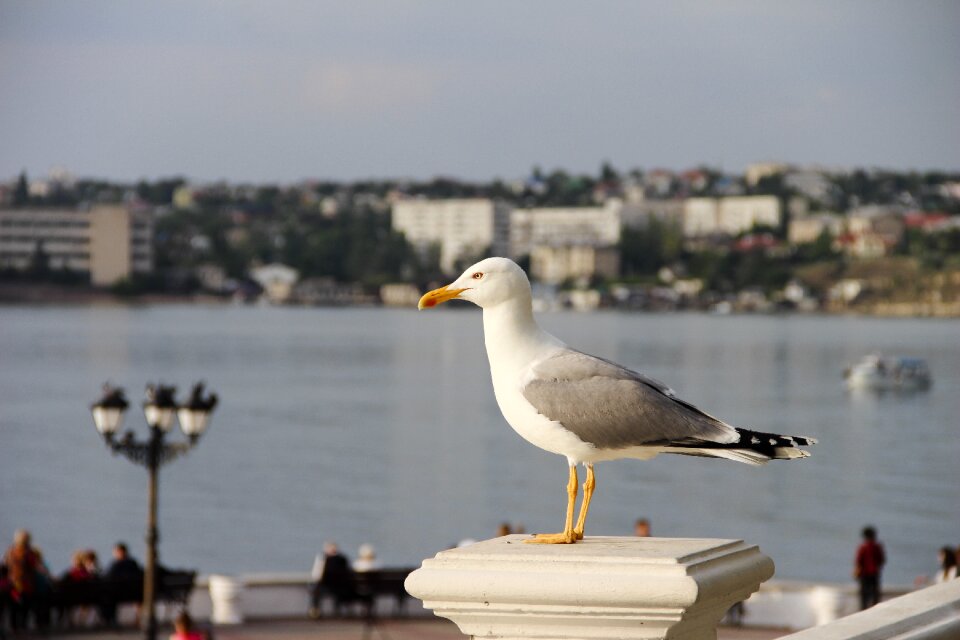 Bird nature coast