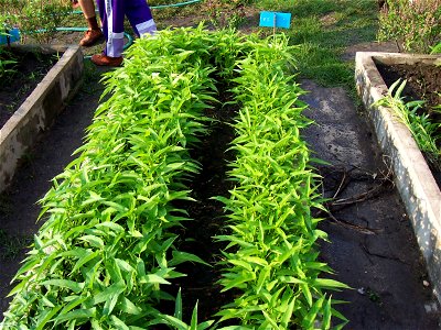 pak boong (Thai: ผักบุ้ง) plants at Nakhonsawan school