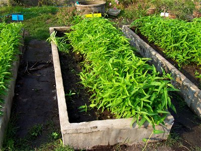 pak boong (Thai: ผักบุ้ง) plants at Nakhonsawan school