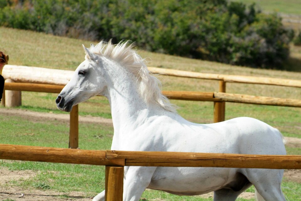 Stallion equine mane