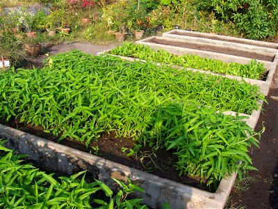 pak boong (Thai: ผักบุ้ง) plants at Nakhonsawan school, Nakhon Sawan, Thailand