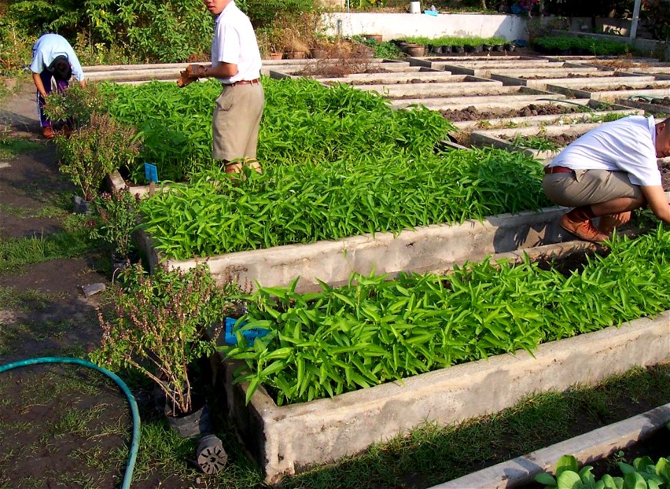 pak boong (Thai: ผักบุ้ง) plants at Nakhonsawan school, Nakhon Sawan, Thailand