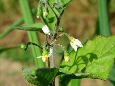 Schwarzer Nachtschatten (Solanum nigrum) bei Reilingen