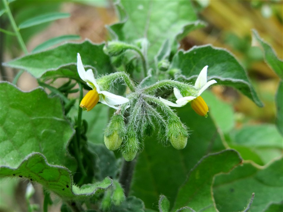 Pokastrauch (Solanum torvum) auf einem Schuttplatz bei Neulußheim (Gemarkung Altlußheim) - eingeschleppt aus Nordamerika