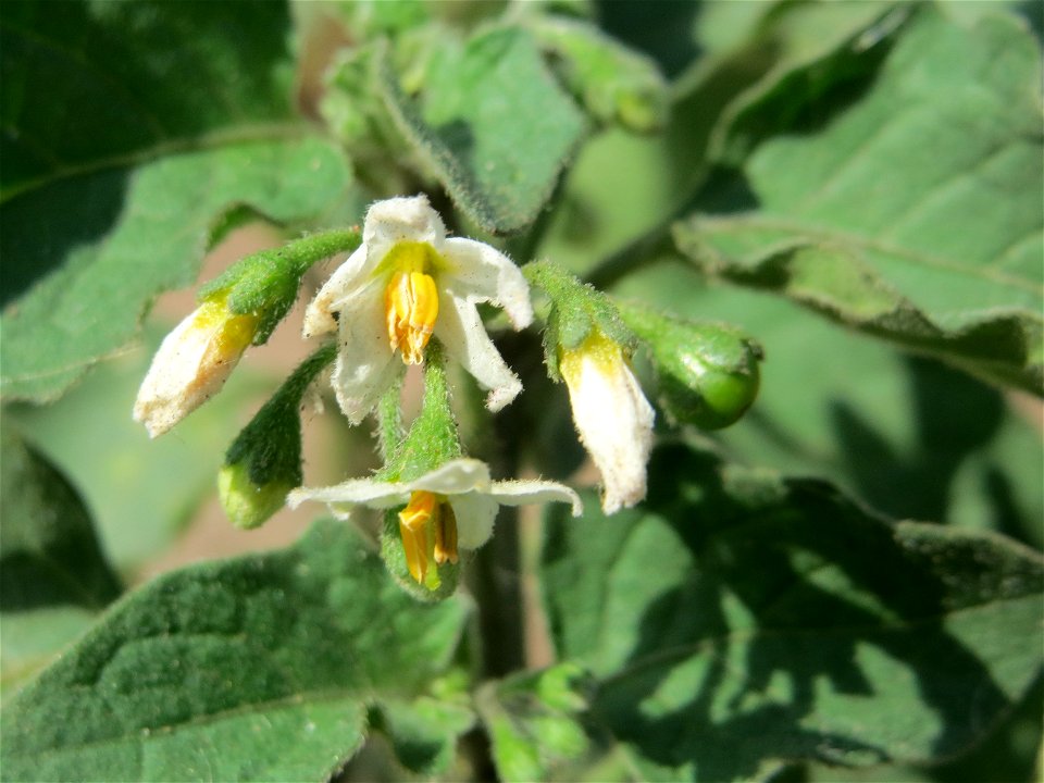 Schwarzer Nachtschatten (Solanum nigrum) in Saarbrücken