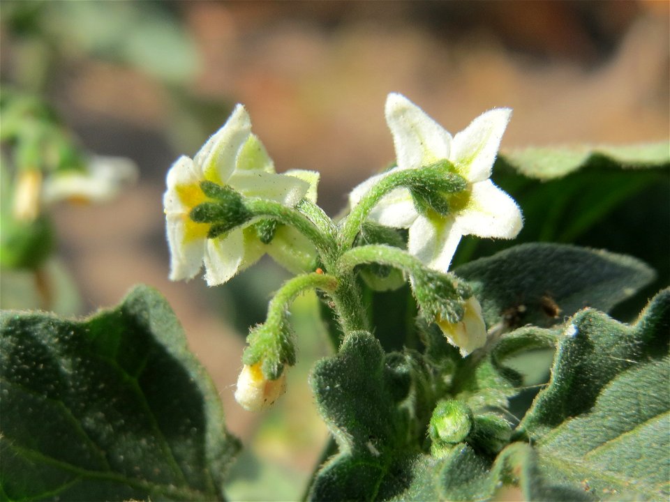 Schwarzer Nachtschatten (Solanum nigrum) in Saarbrücken