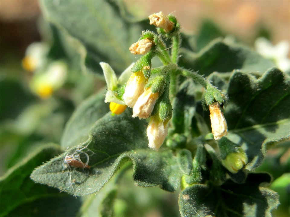 Schwarzer Nachtschatten (Solanum nigrum) in Saarbrücken