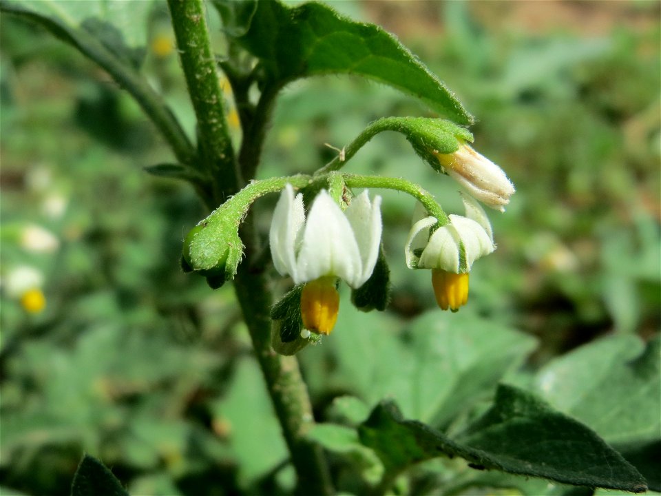 Schwarzer Nachtschatten (Solanum nigrum) in Hockenheim-Talhaus