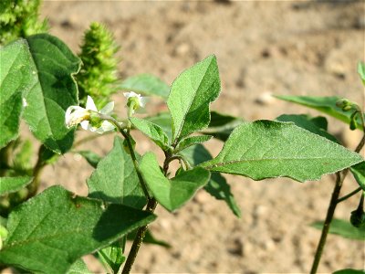 Schwarzer Nachtschatten (Solanum nigrum) auf einem Sandhügel einer Baustelle in Hockenheim