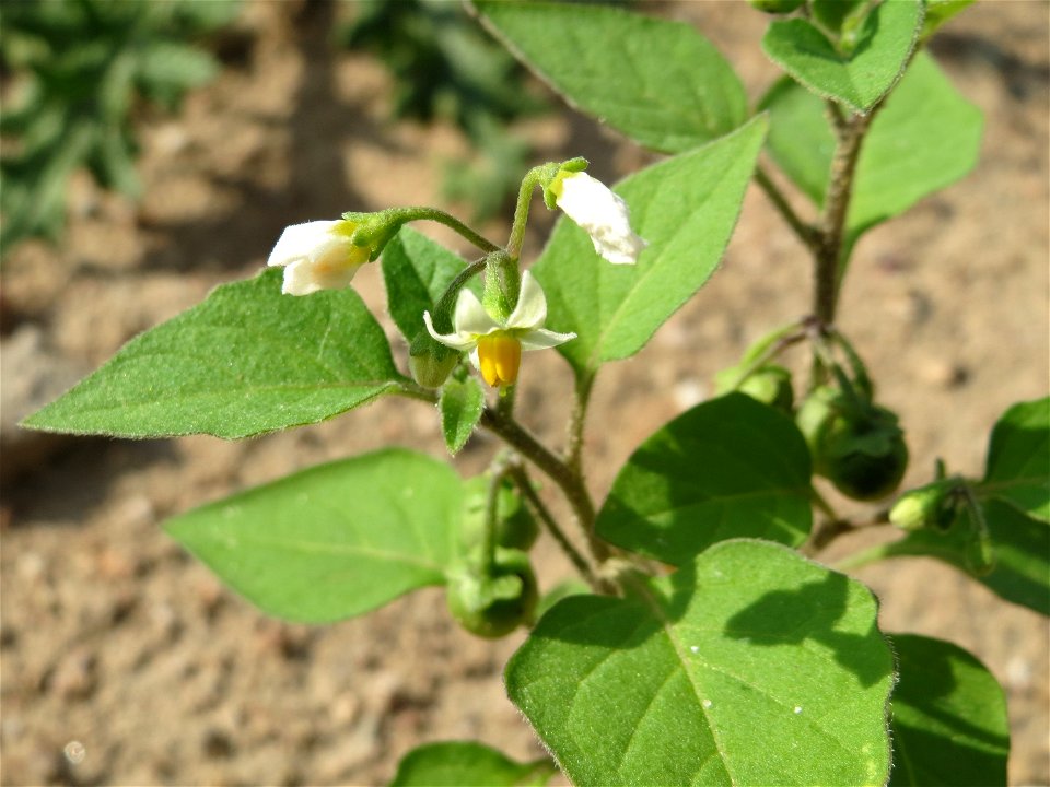Schwarzer Nachtschatten (Solanum nigrum) auf einem Sandhügel einer Baustelle in Hockenheim