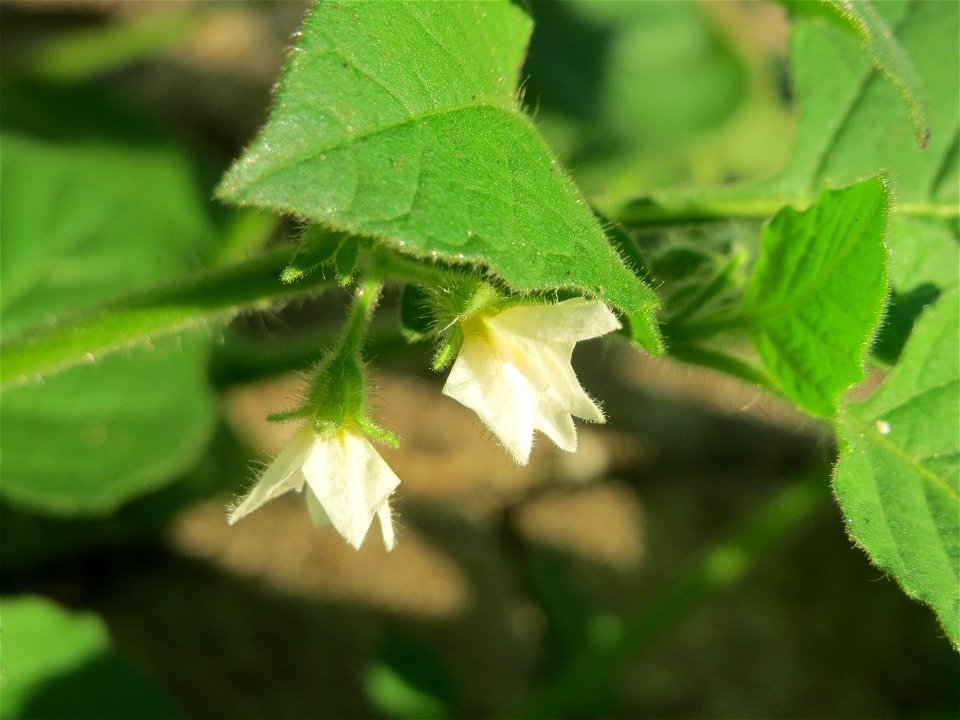 Schwarzer Nachtschatten (Solanum nigrum) am Hauptbahnhof Mannheim