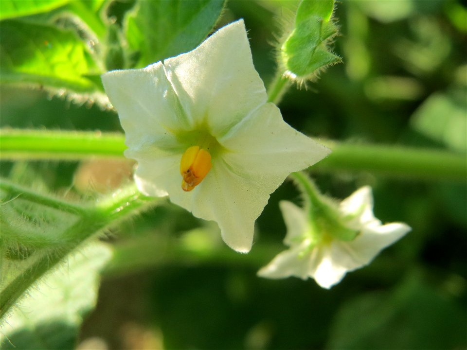 Schwarzer Nachtschatten (Solanum nigrum) am Hauptbahnhof Mannheim