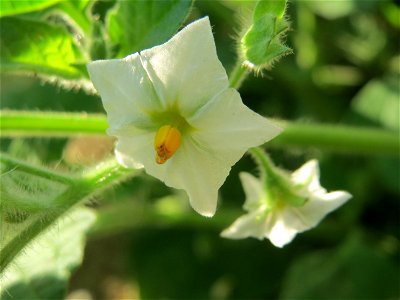 Schwarzer Nachtschatten (Solanum nigrum) am Hauptbahnhof Mannheim