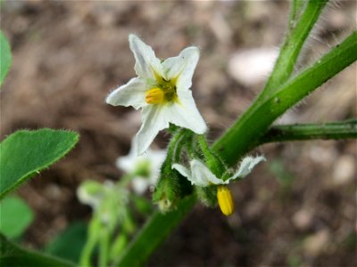 Schwarzer Nachtschatten (Solanum nigrum) im Hockenheimer Rheinbogen
