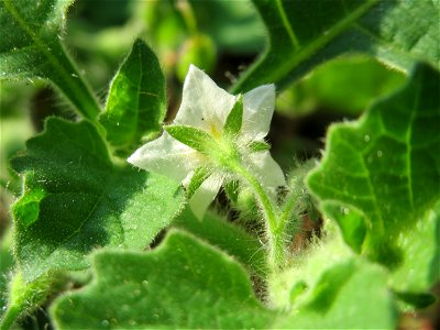 Saracho-Nachtschatten (Solanum sarrachoides) am Hauptbahnhof Mannheim - eingeschleppt aus Südamerika