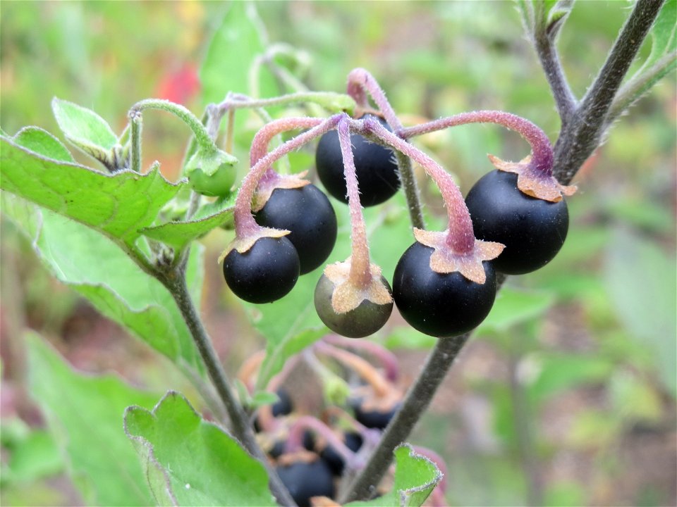Schwarzer Nachtschatten (Solanum nigrum) auf einer Brachfläche einer Baustelle in Hockenheim