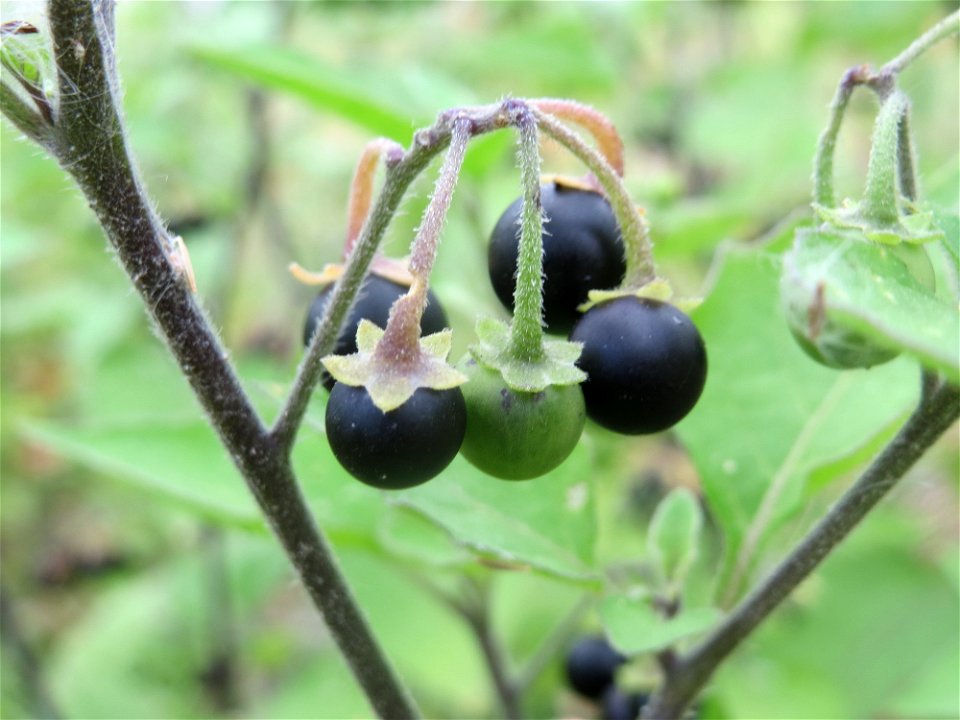 Schwarzer Nachtschatten (Solanum nigrum) auf einer Brachfläche einer Baustelle in Hockenheim