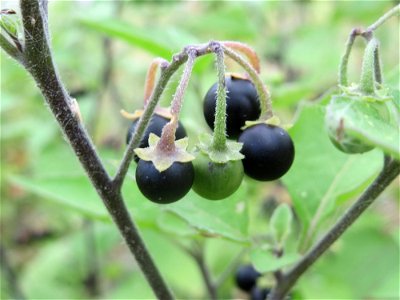 Schwarzer Nachtschatten (Solanum nigrum) auf einer Brachfläche einer Baustelle in Hockenheim