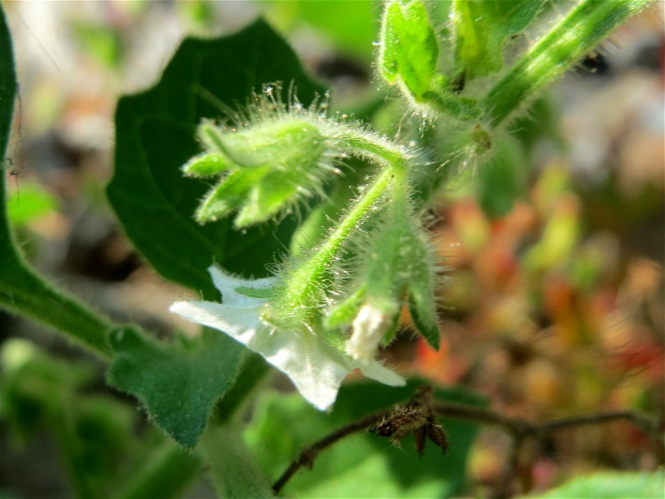 Saracho-Nachtschatten (Solanum sarrachoides) am Hauptbahnhof Mannheim - eingeschleppt aus Südamerika