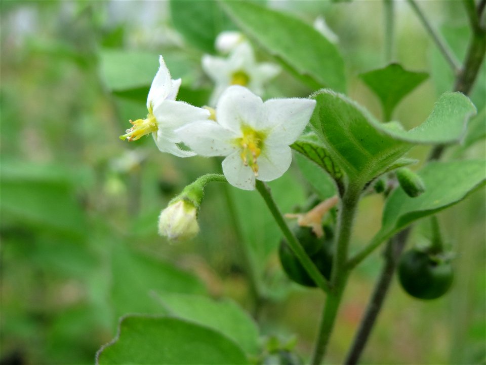 Schwarzer Nachtschatten (Solanum nigrum) auf einer Brachfläche einer Baustelle in Hockenheim