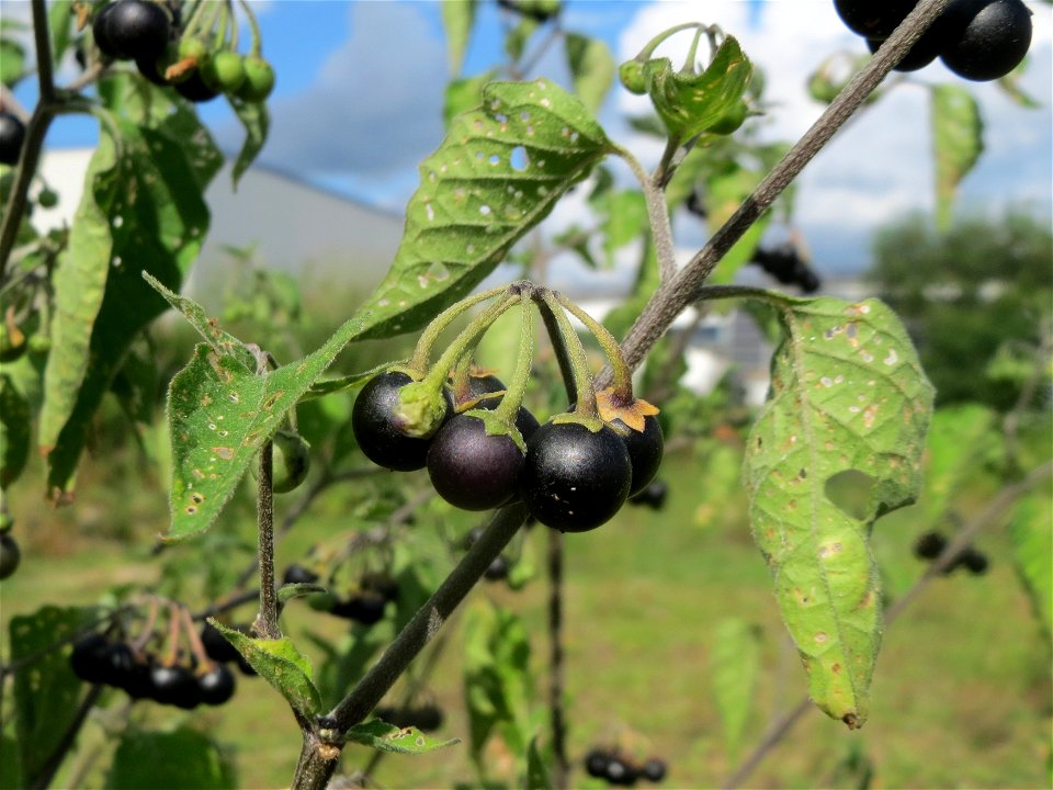 Schwarzer Nachtschatten (Solanum nigrum) auf einer Ruderalfläche in Hockenheim-Talhaus