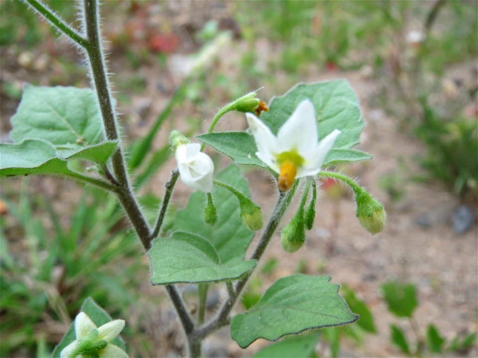 Schwarzer Nachtschatten (Solanum nigrum) auf einer Brachfläche einer Baustelle in Hockenheim