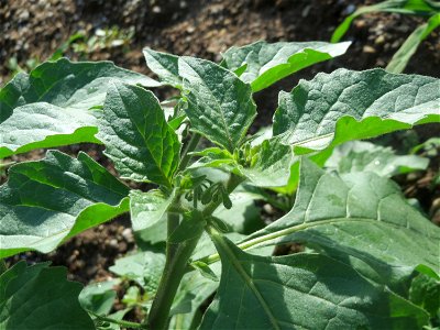 Schwarzer Nachtschatten (Solanum nigrum) an einer Ruderalstelle in der Berlinallee in Hockenheim