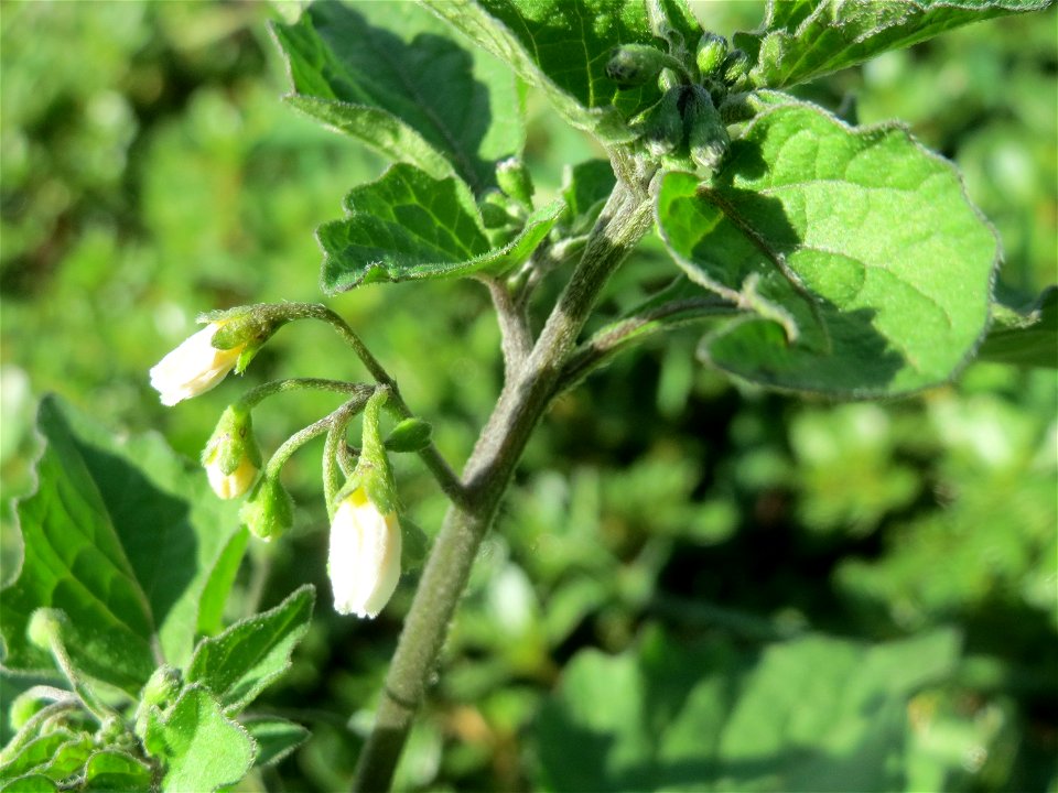 Schwarzer Nachtschatten (Solanum nigrum) an einer Ruderalstelle in der Berlinallee in Hockenheim