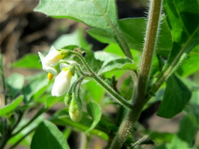 Schwarzer Nachtschatten (Solanum nigrum) in der "Au" bei Hockenheim