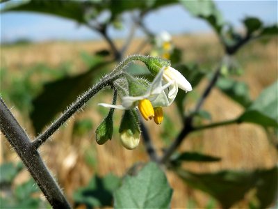 Schwarzer Nachtschatten (Solanum nigrum) in der "Au" bei Hockenheim