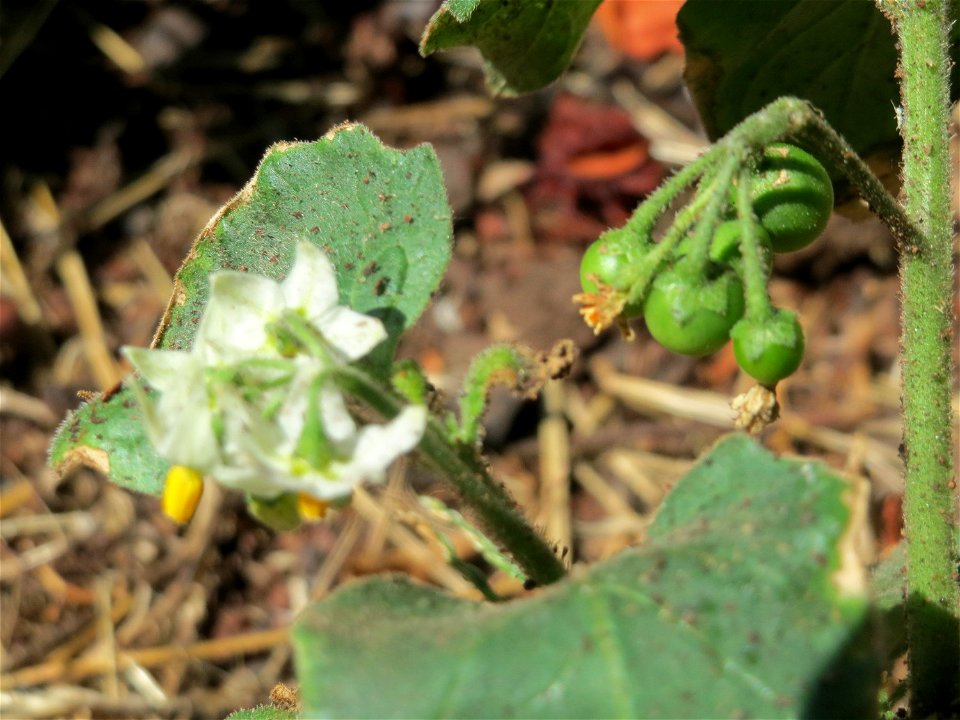 Schwarzer Nachtschatten (Solanum nigrum) in Saarbrücken