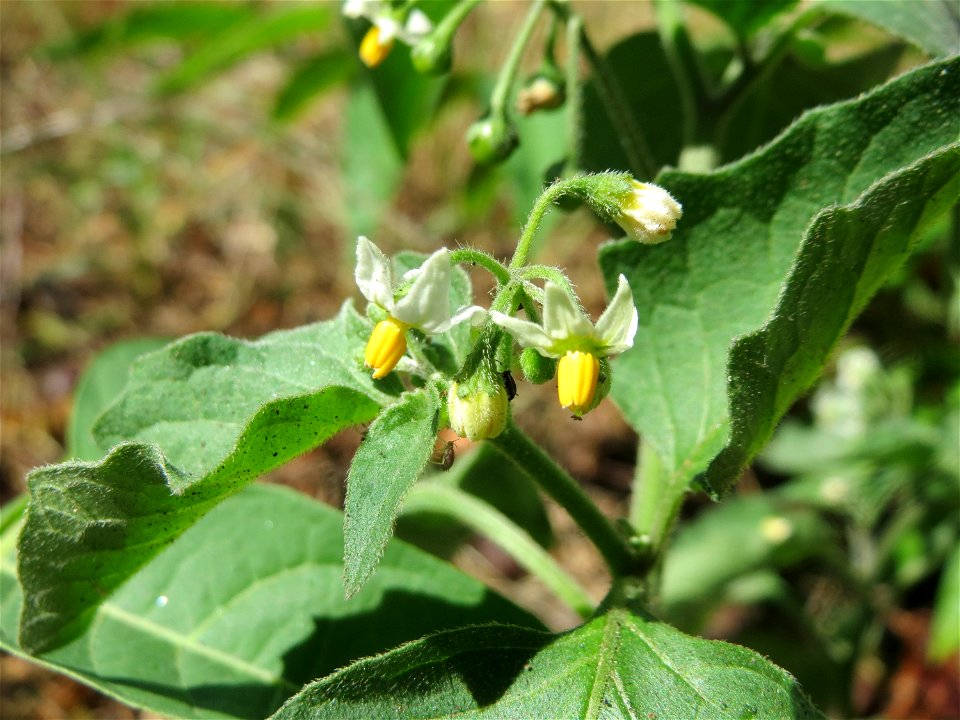 Schwarzer Nachtschatten (Solanum nigrum) in Saarbrücken