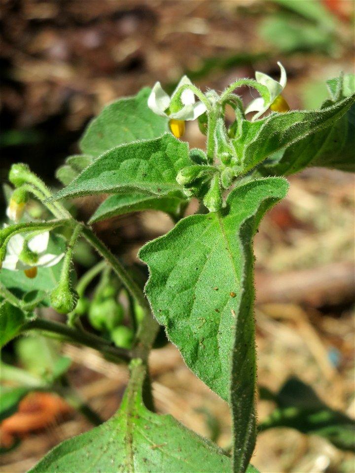 Schwarzer Nachtschatten (Solanum nigrum) in Saarbrücken