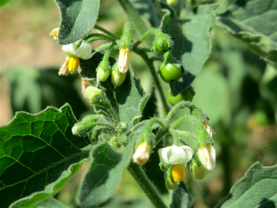 Schwarzer Nachtschatten (Solanum nigrum) an einer Ruderalstelle in der Berlinallee in Hockenheim