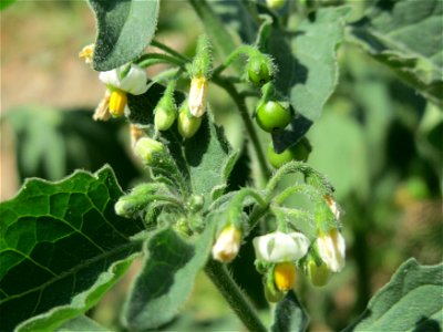 Schwarzer Nachtschatten (Solanum nigrum) an einer Ruderalstelle in der Berlinallee in Hockenheim