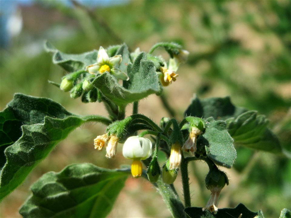Schwarzer Nachtschatten (Solanum nigrum) an einer Ruderalstelle in der Berlinallee in Hockenheim